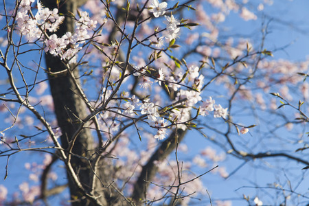 The tree is in bloom similar to the bride before a wedding