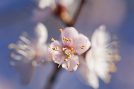 The tree is in bloom similar to the bride before a weddingの写真素材