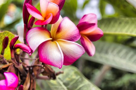 Beautiful tropical flowers just grow for appearance on joy to peopleの写真素材