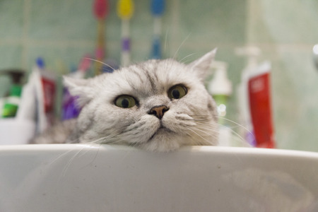 The gray British cat sits in a sinkの写真素材