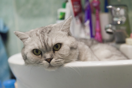 The gray British cat sits in a sinkの写真素材
