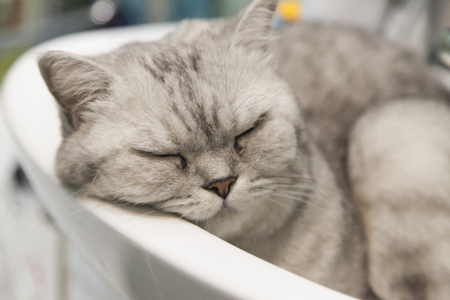 The cat in a sink lies and sadly looks at the one who has woken himの写真素材