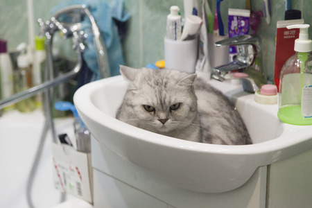 The cat in a sink lies and sadly looks at the one who has woken himの写真素材