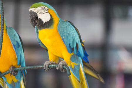 The beautiful color parrot sits on an ugly branch