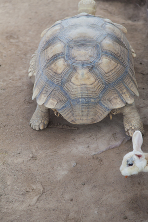 The big old turtle creeps there where feedの写真素材