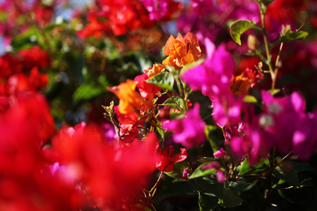Beautiful tropical flowers are pleasing to the eye to tropical inhabitantsの写真素材