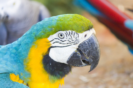 The beautiful big parrot is created on joy to people