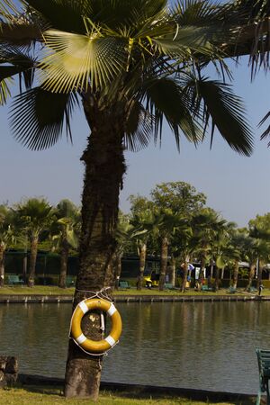 Palm trees different and beautiful also grow differentlyの写真素材