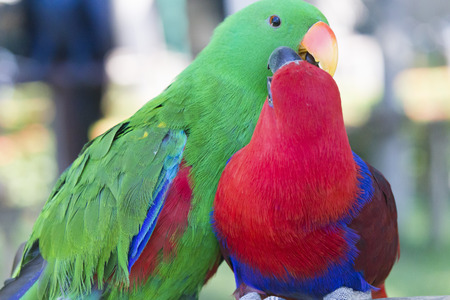 The big beautiful parrot very much decorates with himself the natureの写真素材