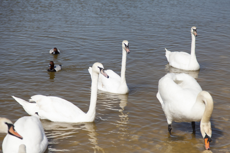 Swans on the lake swim in search of foodの写真素材