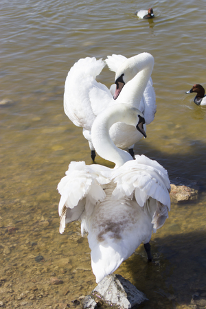 Swans on the lake swim in search of foodの写真素材