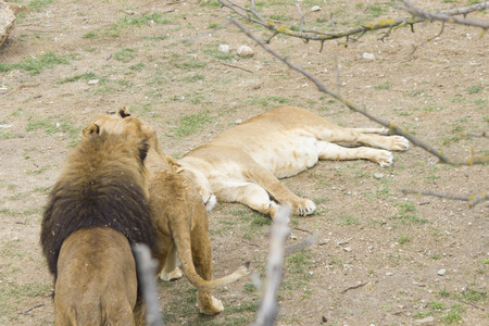 Lions sleep on a grass after a nourishing mealの写真素材