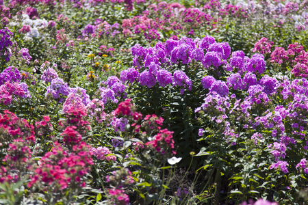 Beautiful summer flowers blossom on joy to peopleの写真素材