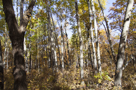The beautiful autumn wood pleases people with different paintsの写真素材