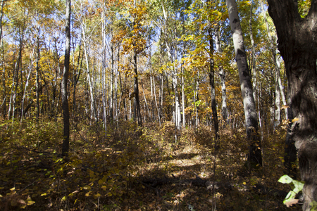 The beautiful autumn wood pleases people with different paintsの写真素材