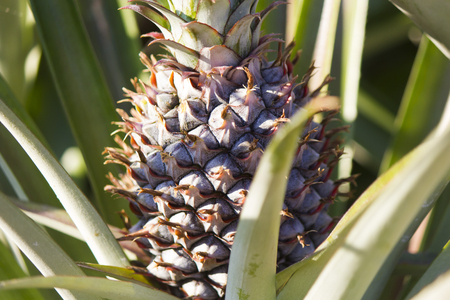 The tasty growing pineapple almost ripened and is ready to be eatenの写真素材