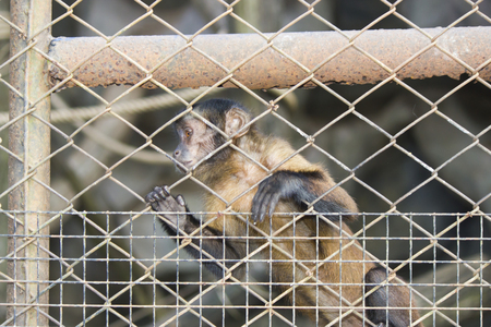 Very funny monkey waits from people of food and emotionsの写真素材