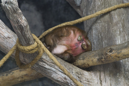 Very funny monkey waits from people of food and emotions