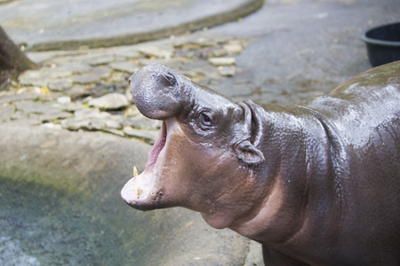 The hippopotamus opened a mouth and now will eat everythingの写真素材