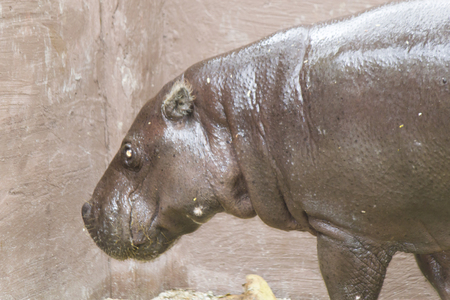 The hippopotamus opened a mouth and now will eat everythingの写真素材