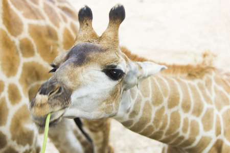 The giraffe eats leaves and in general that gotの写真素材
