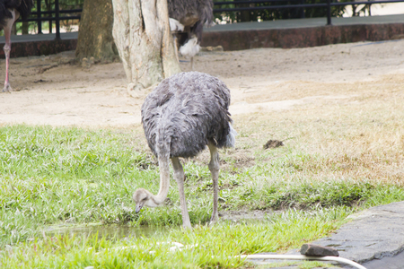 The ostrich on walk looks for to eatの写真素材