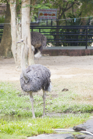 The ostrich on walk looks for to eatの写真素材