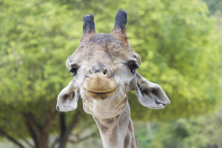 The giraffe eats leaves and in general that gotの写真素材