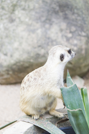 Surikata in a zoo either run, or stand as columnsの写真素材