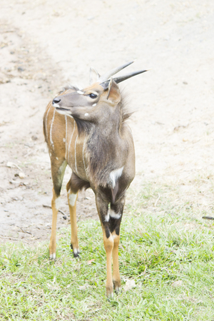 The antelope on walk peacefully nibbles a grassの写真素材