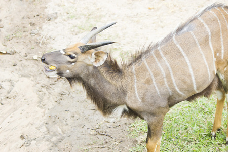 The antelope on walk peacefully nibbles a grassの写真素材