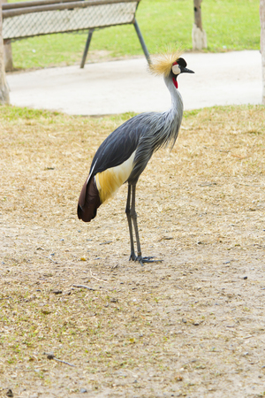 The bird secretary on walk costs and looks afarの写真素材