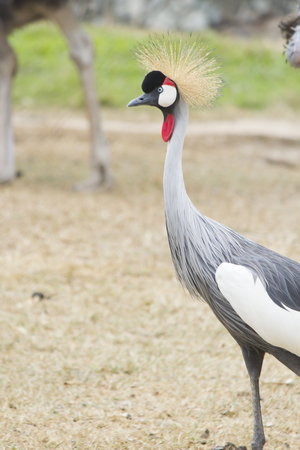 The bird secretary on walk costs and looks afarの写真素材