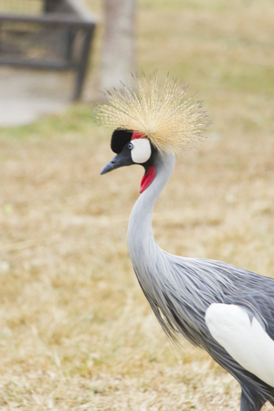 The bird secretary on walk costs and looks afarの写真素材