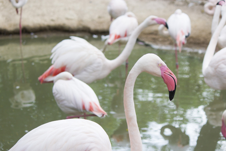 Flamingos stand quietly and are just very beautifulの写真素材