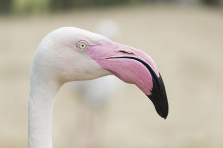 Flamingos stand quietly and are just very beautifulの写真素材