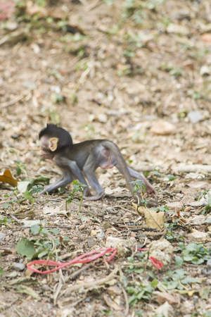 Monkeys at liberty stick to people in search of foodの写真素材