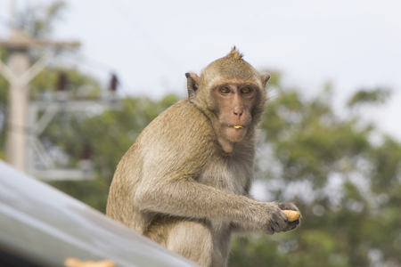 Monkeys at liberty stick to people in search of foodの写真素材
