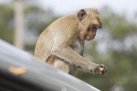 Monkeys at liberty stick to people in search of foodの写真素材