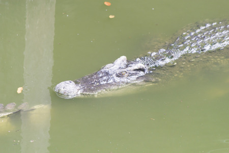 The crocodile on walk waits for your awkward movementの写真素材