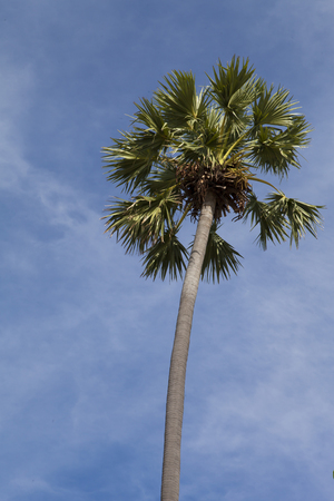 Palm trees and the sky - it is not simply beautiful, but also warmlyの写真素材