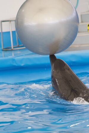Dolphin performs in pool for joy of children and adultsの写真素材