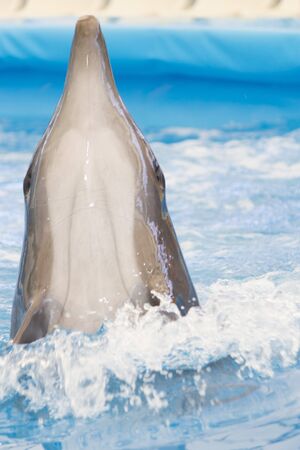 Dolphin performs in pool for joy of children and adultsの写真素材