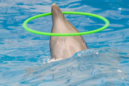 Dolphin performs in pool for joy of children and adultsの写真素材