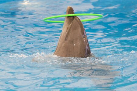 Dolphin performs in pool for joy of children and adultsの写真素材