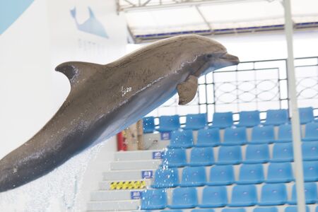 Dolphin performs in pool for joy of children and adultsの写真素材
