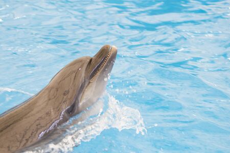 Dolphin performs in pool for joy of children and adultsの写真素材