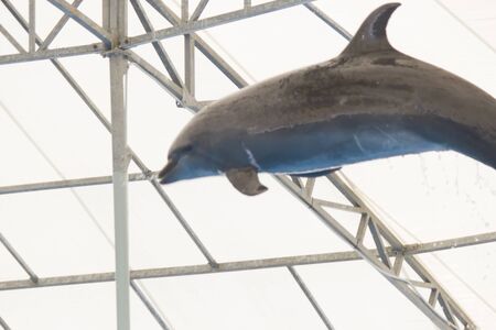 Dolphin performs in pool for joy of children and adultsの写真素材
