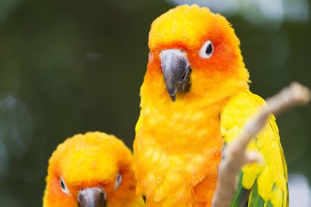 A very beautiful parrot sits very nicely and looks upの写真素材