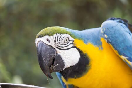 A very beautiful parrot sits very nicely and looks upの写真素材